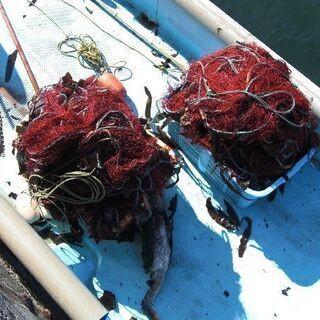 港で刺網漁のお手伝いをしてくれる方を募集中です！の画像
