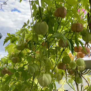 種＊フウセンカズラ＊夏場のグリーンカーテンに！成長早いです。