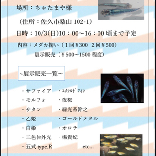 メダカ掬い・販売イベント開催します