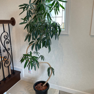 ベンがレンシス　観葉植物