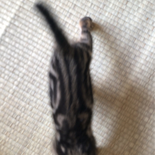 生後2ヶ月半のメス猫です。 - 猫