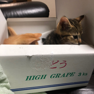 生後2ヶ月半のメス猫です。 - 八戸市