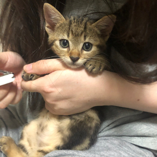生後2ヶ月半のメス猫です。