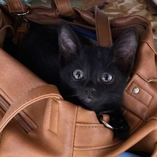 真っ黒子猫です