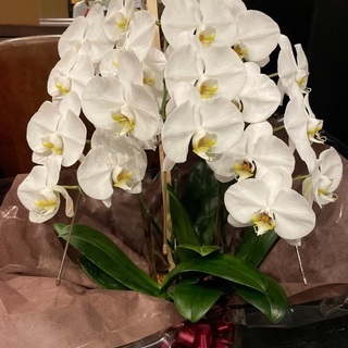 胡蝶蘭②