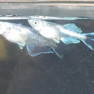 メダカ【プラチナブルージェイ】の画像