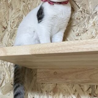 白キジ　約５カ月　女の子　里親決まりました - 里親募集