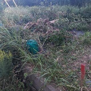 薪　牧　伐採した木　幹　枝　お好きなだけの画像