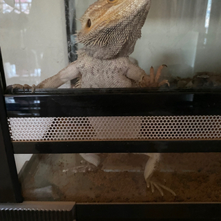 トカゲ アゴヒゲトカゲ (リョウちゃん)の画像