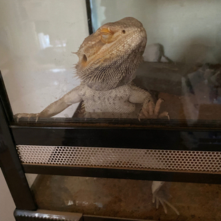 トカゲ アゴヒゲトカゲ (リョウちゃん) - 天童市