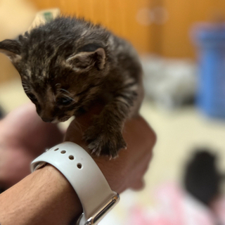 産まれて4週間ほどの捨て猫です。 − 岡山県