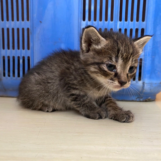産まれて4週間ほどの捨て猫です。