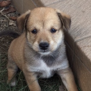 可愛いミックス犬