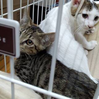 生後２か月の子猫達に素敵な出会いを！ - 吉野郡