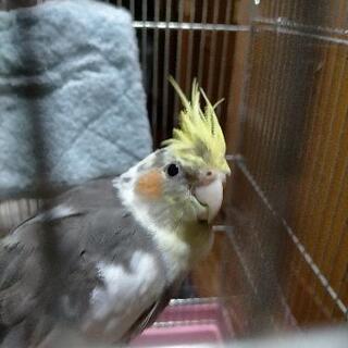 オカメインコ探してます