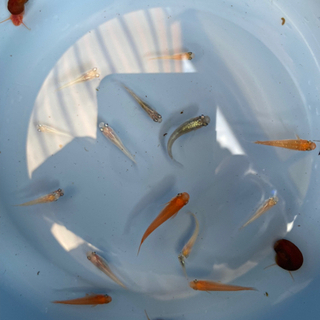 ミックスメダカ　15匹以上　ガガブタ　ホテイソウ　ラムズホーン　1500円の画像