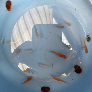 ミックスメダカ　15匹以上　ガガブタ　ホテイソウ　ラムズホーン　1500円の画像