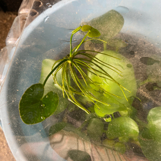 ミックスメダカ　15匹以上　ガガブタ　ホテイソウ　ラムズホーン　1500円の画像