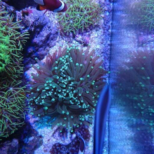 おまとめ割引あり ハサナンゴ フラワーコーラル グリーンチップ  サンゴ  海水水槽 アクアリウム 海水魚