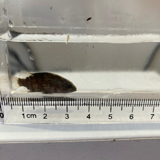 オヤニラミの幼魚_2