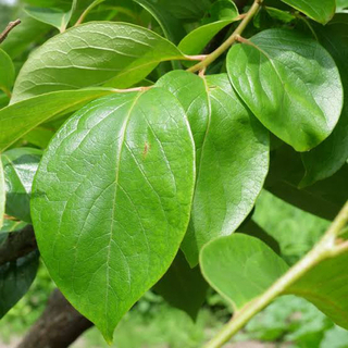 柿の木をお持ちの方で葉っぱを分けて下さる方いらっしゃいませんか？