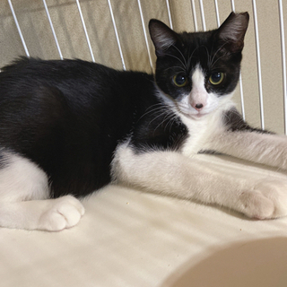 後２頭❣️募集✨8ヶ月🐈🐈🐈4頭の内2頭譲渡決定‼︎一旦停止します！