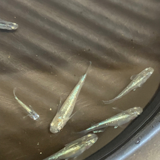 (セール)松井ヒレ長緑光幹之メダカの幼魚