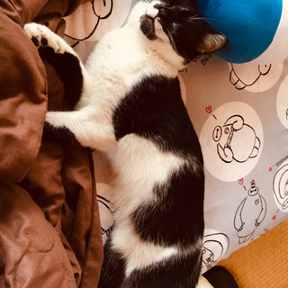 ありがとうございました！飼い主様決まりました。mix白黒　6ヶ月...