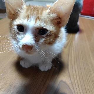 里親募集中！