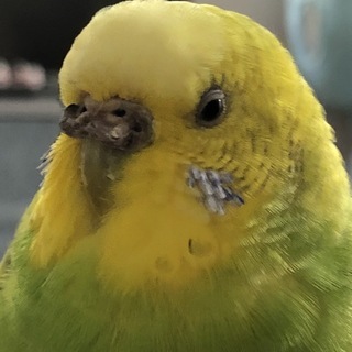 インコが迷子になりました