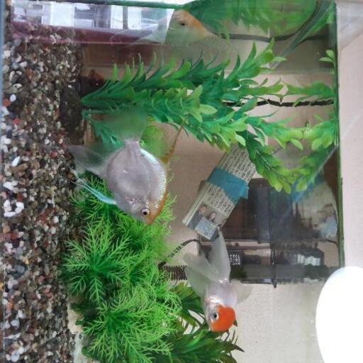 ❤エンゼル二匹!金魚一匹❤