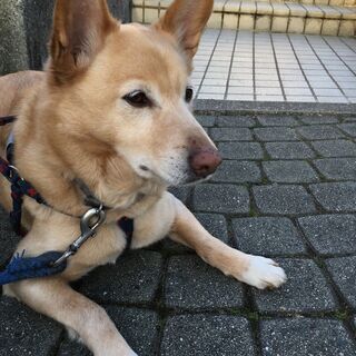 犬の散歩代行します