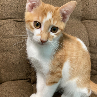 里親募集しています。とても元気な子猫です。
