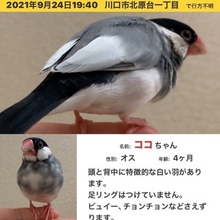 迷子の桜文鳥を探しています
