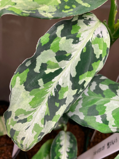 AZ便 0213-5c ラプラス箱