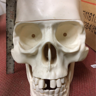 ガイコツ　骸骨　ハロウィン　かざり　小道具　人体模型