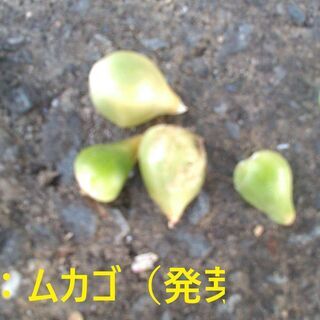 アルブカ ブラクテアータ（Albuca bracteata）ムカ...