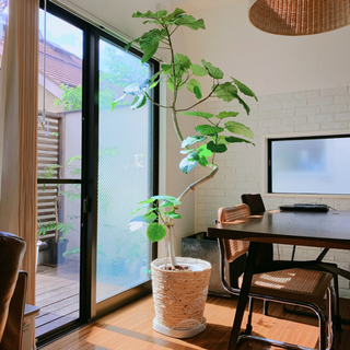 フィカス ウンベラータ】210cm 曲がり 極太 大型観葉植物 鉢付き