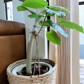 フィカス ウンベラータ】210cm 曲がり 極太 大型観葉植物 鉢付き