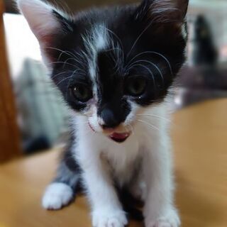🐾生後1ヶ月未満？の子猫の兄妹4匹🐾