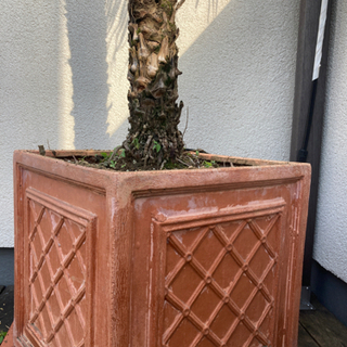 フェニックスロベレニー(屋外育ち)と陶器製の鉢の画像