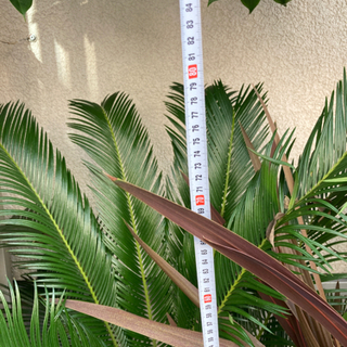 ソテツ(蘇鉄)の画像