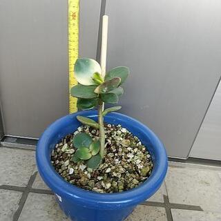 お取引先決まりました。金のなる木 苗① 鉢・土ごと 観葉植物の画像
