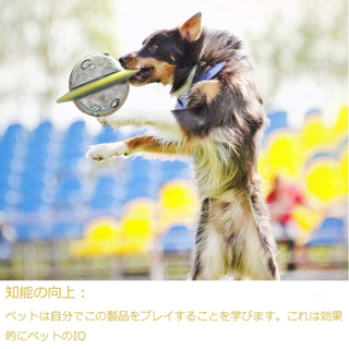 ペット　おもちゃの画像