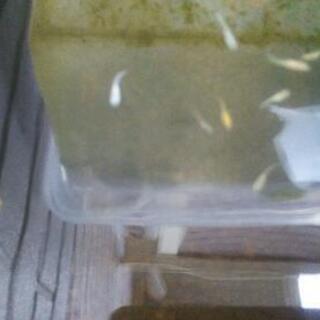 ミックスメダカ 稚魚 
