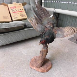 鳥のはく製　差し上げます