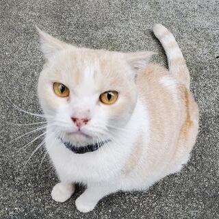 迷い猫！保護しています！四谷荒木町近辺