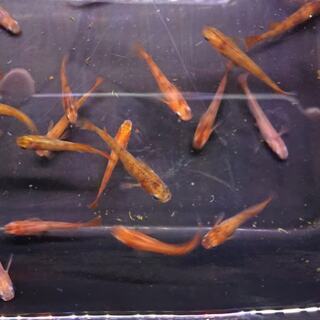 赤虎メダカ、赤虎めだか稚魚〜成魚、赤斑の画像