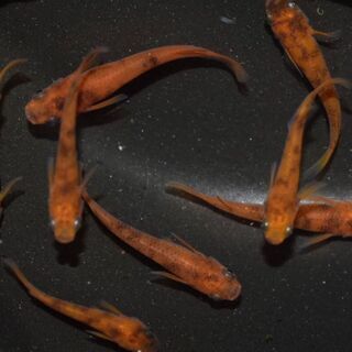赤虎メダカ、赤虎めだか稚魚〜成魚、赤斑の画像