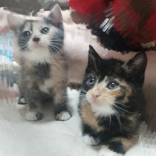 とっても仲の良い姉妹猫です